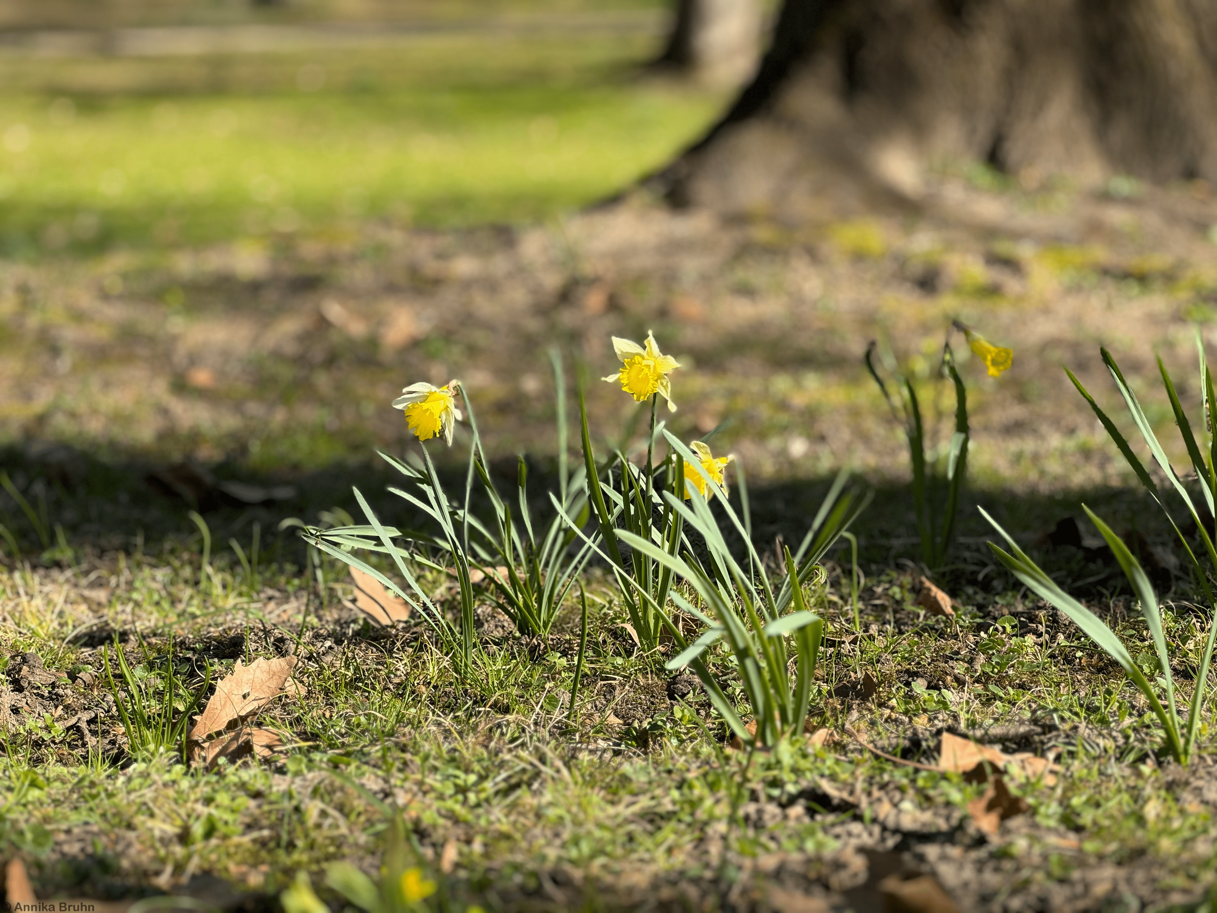 Narzissen im Schlosspark Bruchsal